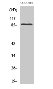 Western Blot analysis of Jurkat cells using FOXO3 Polyclonal Antibody at dilution of 1:1000.