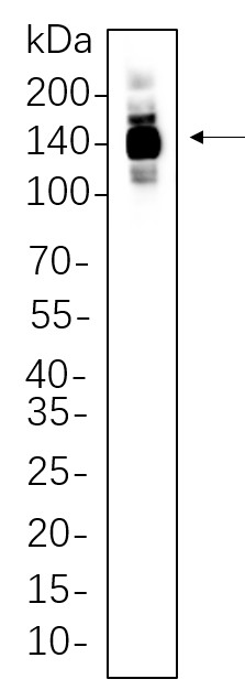 Recombinant HDAC4 Monoclonal Antibody-searchlist-1