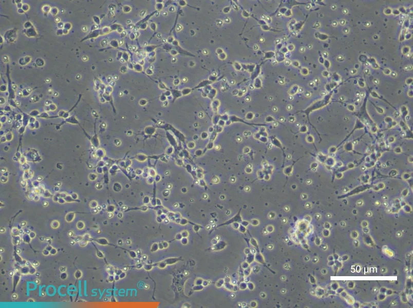 Mouse Trigeminal Neuron Complete Medium - small - 5