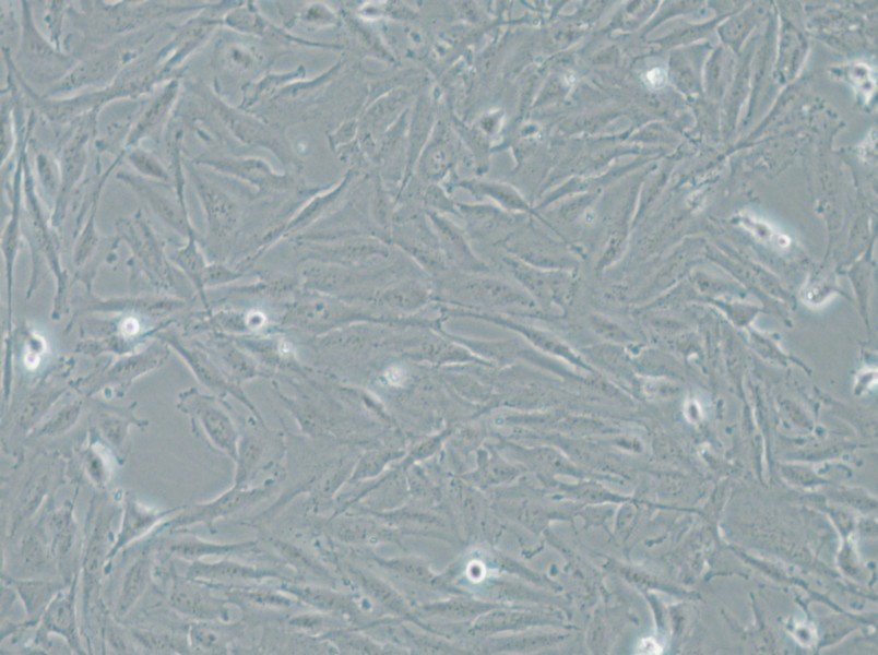 THLE-2 Cell Complete Medium - small - 6