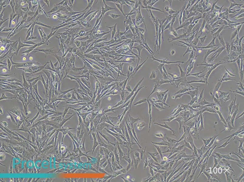 BHK-21 [C-13] Cell Complete Medium - 2