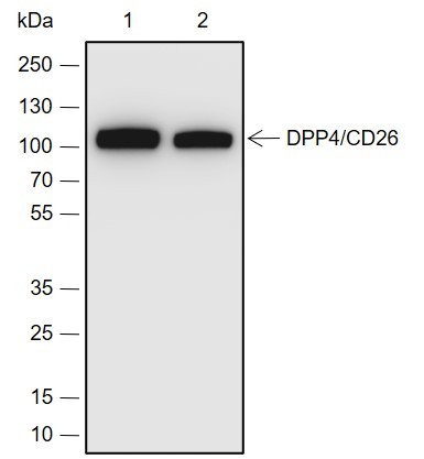 Recombinant DPP4/CD26 Monoclonal Antibody-searchlist-1
