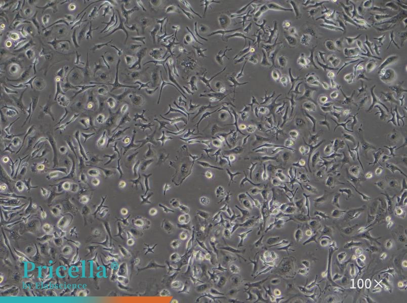 Mouse Kupffer Cell Isolation and Culture Kit - 4