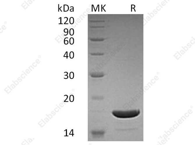 Recombinant Human TRAIL Protein - 1