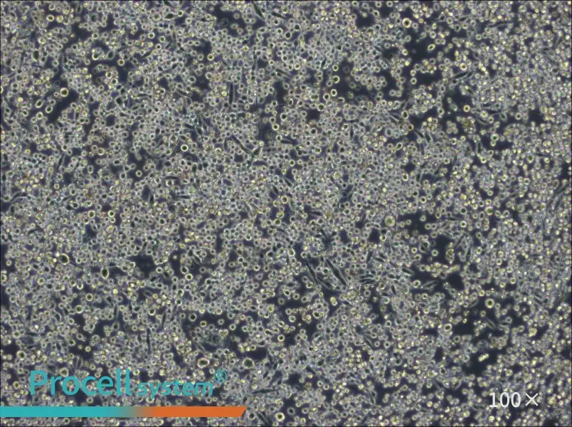 L6565 Cell Complete Medium - 2