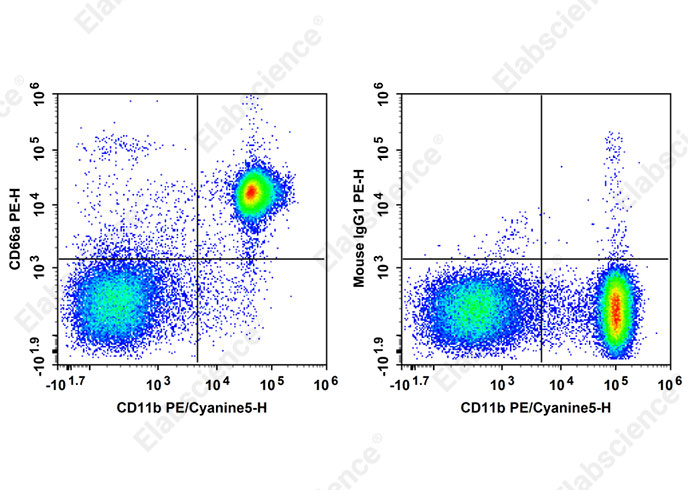 PE Anti-Mouse CD66A Antibody[Mab-CC1]-1