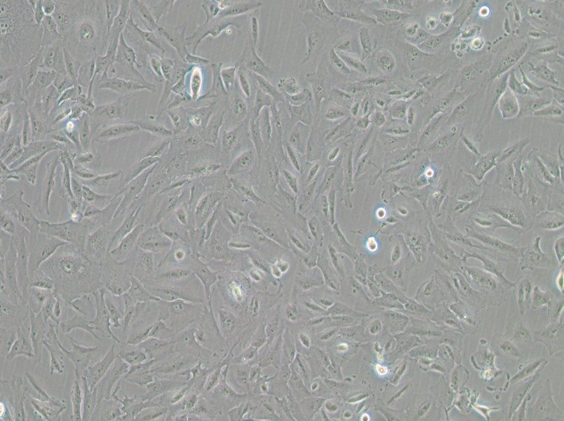 JHH-6 Cell Complete Medium-searchlist-1