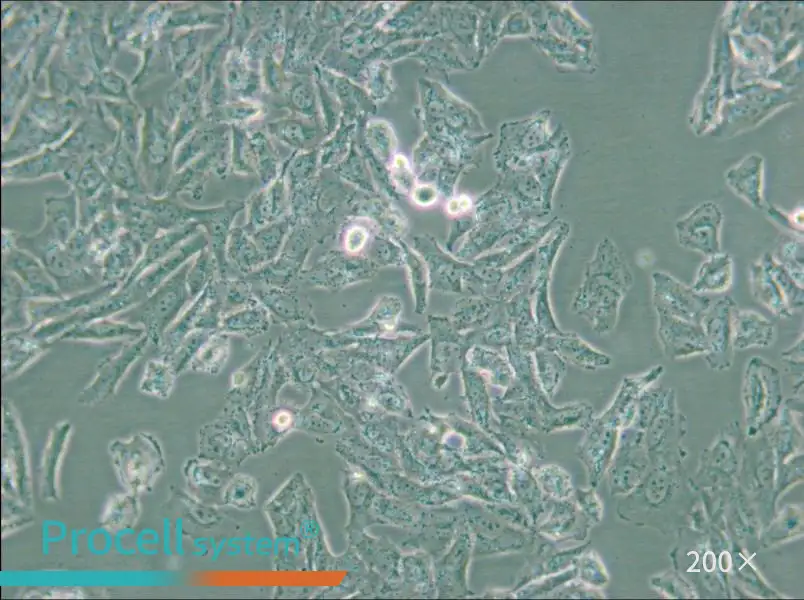 NCI-H647 Cell Complete Medium - 5