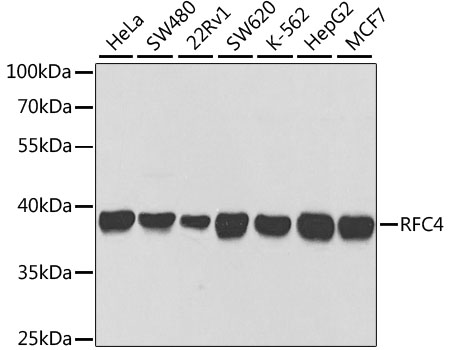 Western blot analysis of extracts of various cell lines using RFC4 Polyclonal Antibody at 1:1000 dilution.