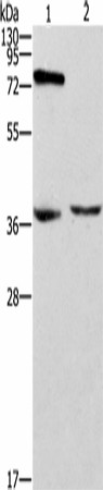 Western blot analysis of Jurkat cells mouse thymus tissue  using ZAP70  Polyclonal Antibody at dilution of 1:1000