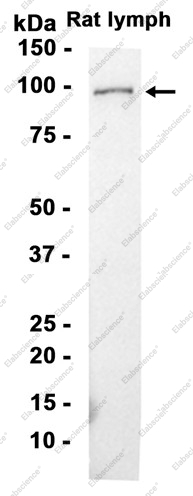 Recombinant TRIF Monoclonal Antibody - 3