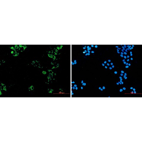 Immunofluorescence of Eg5  (green) in hela using Eg5 Rabbit mAb at dilution 1:50, and DAPI(blue)