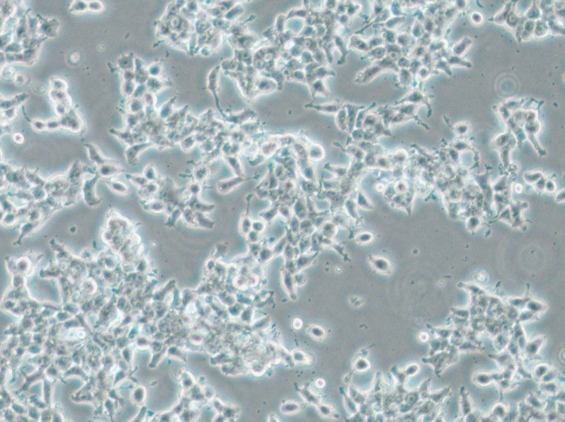 DMS 53 Cell Complete Medium - 5