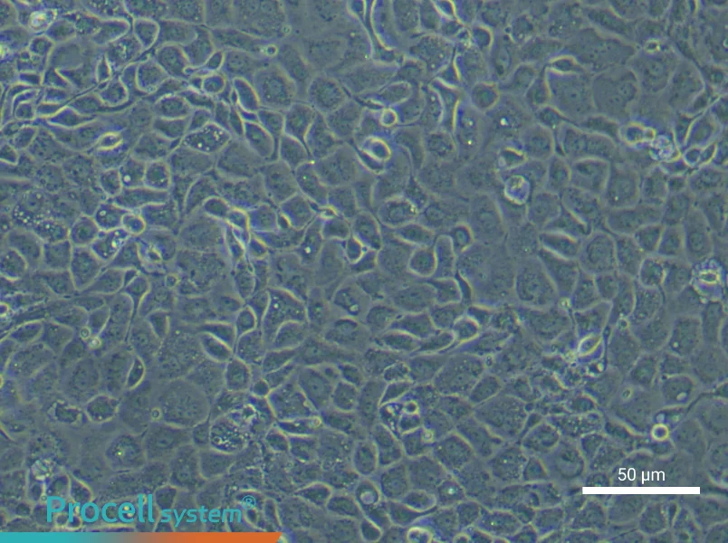 Mouse Endometrial Epithelial Cell Complete Medium - 4