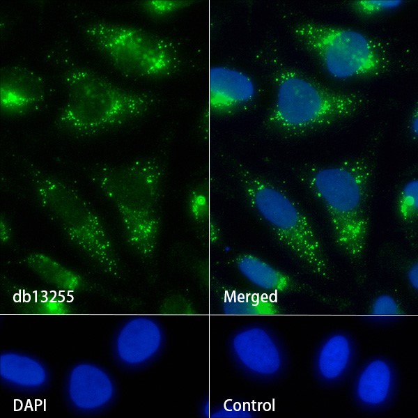 Recombinant CD50/ICAM-3 Monoclonal Antibody - small - 4