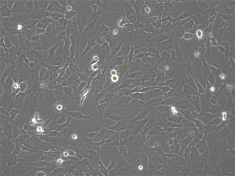 hCMEC/D3 Cell Complete Medium - 4