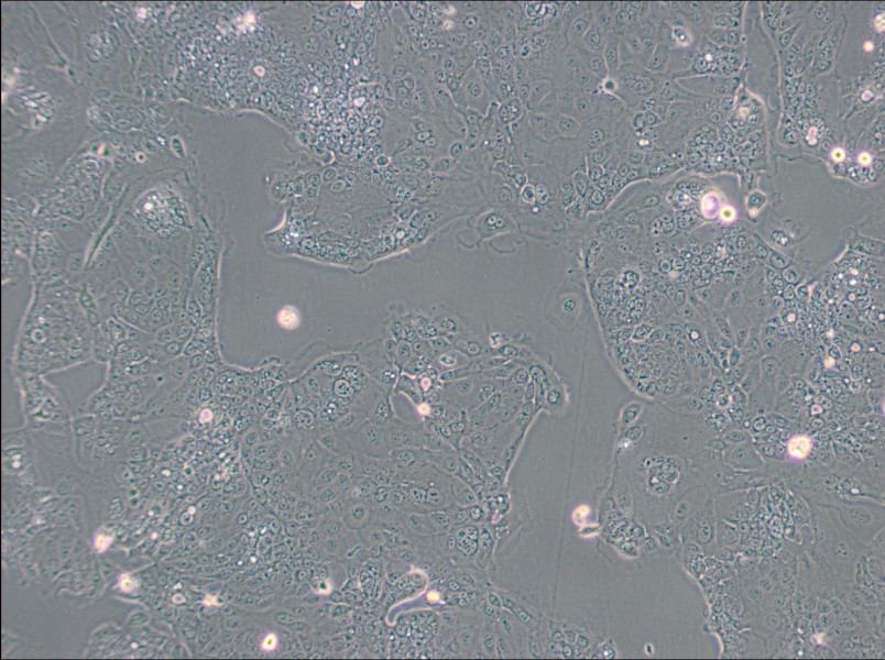 HPAF-II Cell Complete Medium - 2