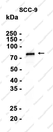 Recombinant Phospho-TAK1 (Ser439) Monoclonal Antibody - 1