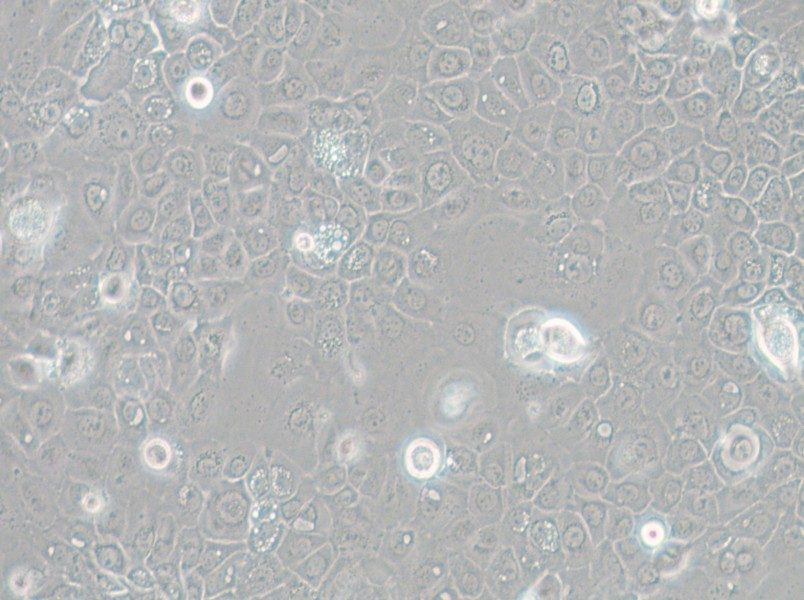 SCC-25 [SCC 25; SCC25] Cell Complete Medium - small - 6