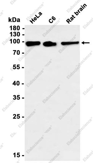 Recombinant MST1 Monoclonal Antibody - 1