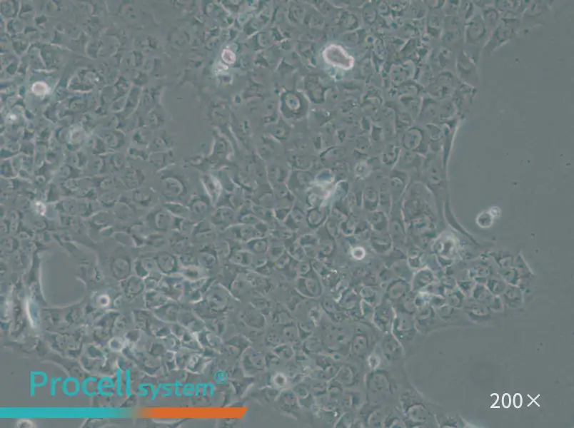SAS Cell Complete Medium - small - 5