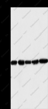 MTCH2 Polyclonal Antibody - 1