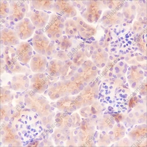Recombinant Ly-6A/E Monoclonal Antibody - 3
