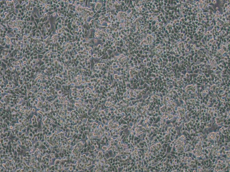 KPL-4 Cell Complete MediumKPL-4 Cell Complete Medium - 3