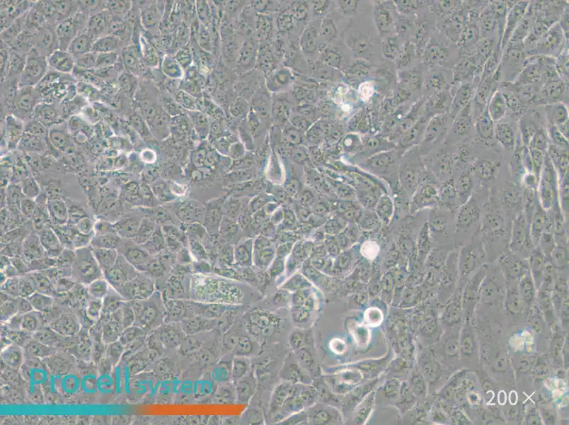 CFPAC-1 Cell Complete Medium - small - 5