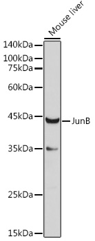 Western blot analysis of extracts of Mouse liver using JunB Polyclonal Antibody at 1:1000 dilution.