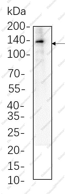 Recombinant VE Cadherin Monoclonal Antibody - 1