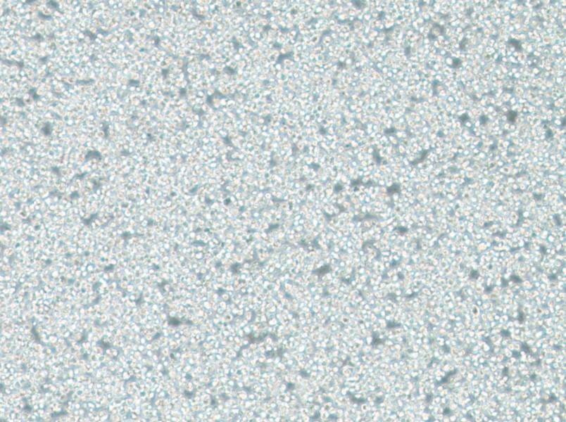 C1498 Cell Complete Medium-searchlist-1