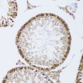 Immunohistochemistry of paraffin-embedded Mouse testis using CIRBP Polyclonal Antibody at dilution of 1:100 (20x lens).