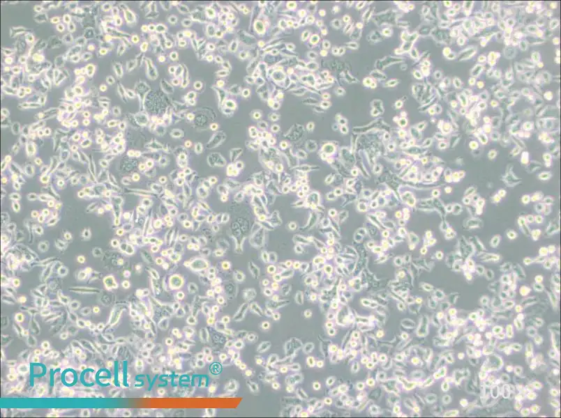 AsPC-1 Cell Complete MediumAsPC-1 Cell Complete Medium - 2