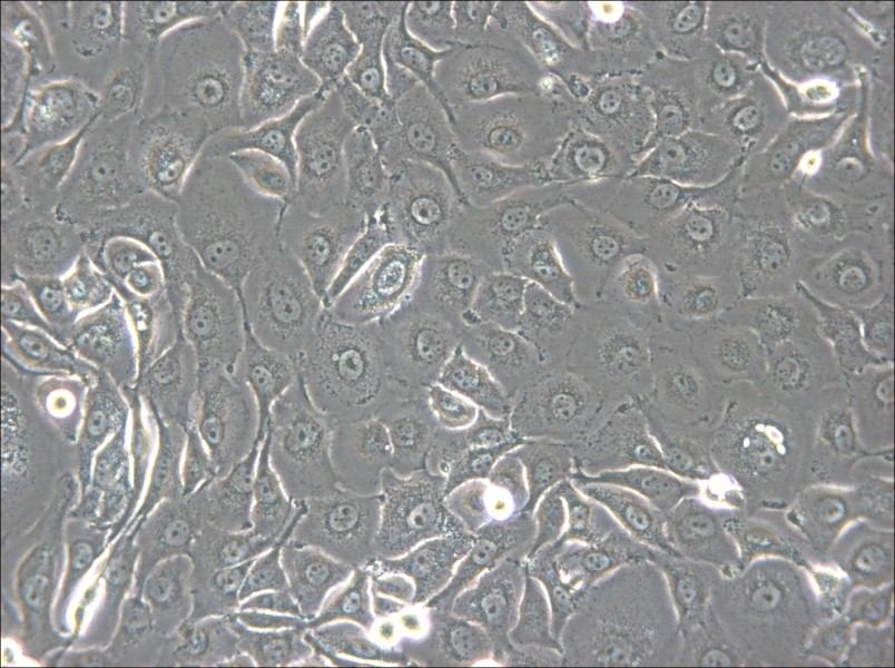 HSC-2 Cell Complete Medium - small - 5