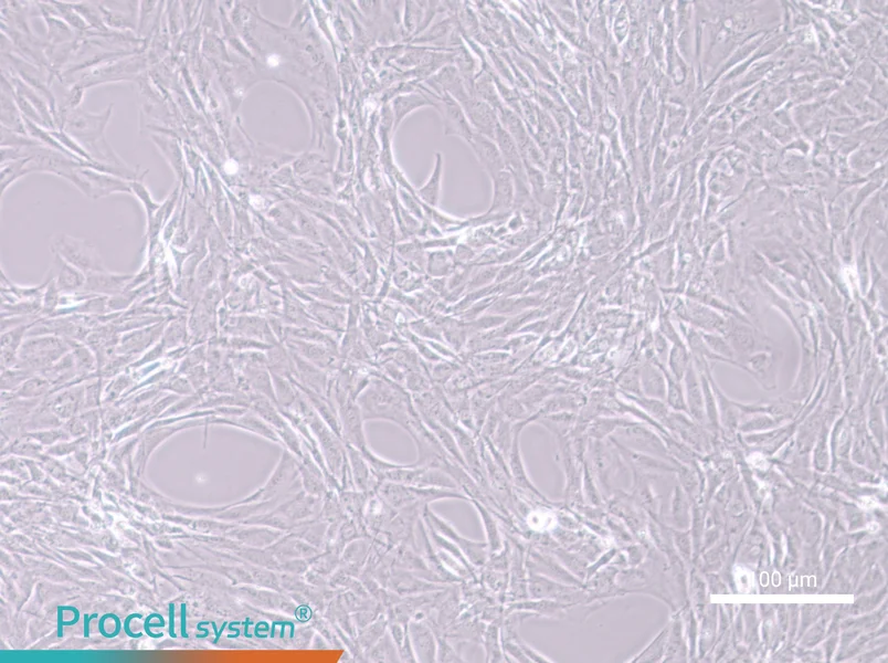 MC3T3-E1 Subclone 24 Cell Complete Medium - 2