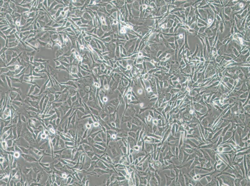 MO3.13 Cell Complete MediumMO3.13 Cell Complete Medium - 3