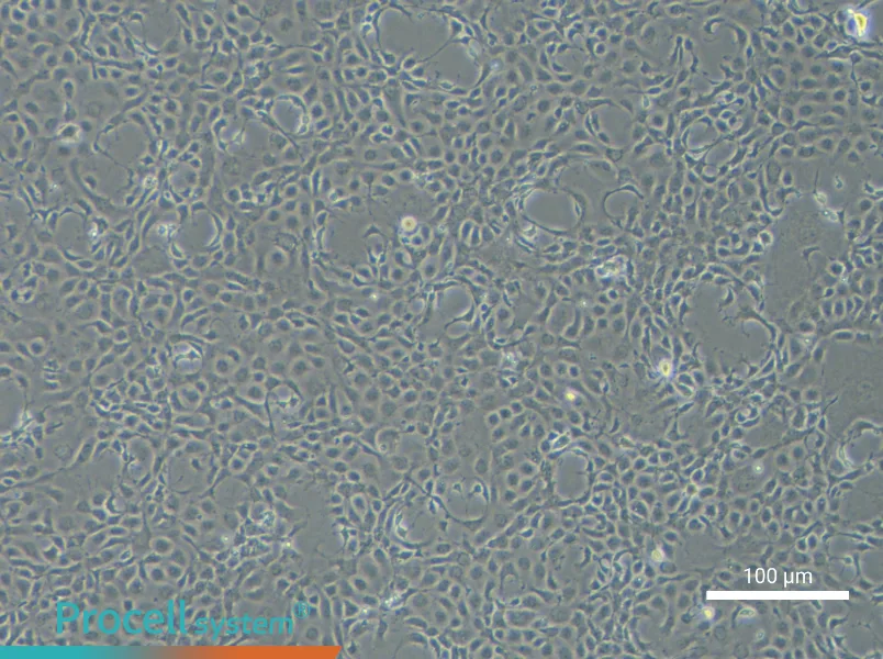 EPC Cell Complete Medium