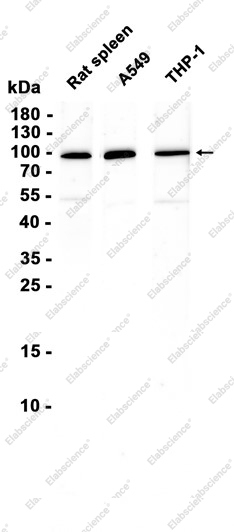 Recombinant TLR5 Monoclonal Antibody - 1
