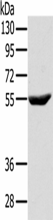 Western Blot analysis of Raji cell using CYTH1 Polyclonal Antibody at dilution of 1:200