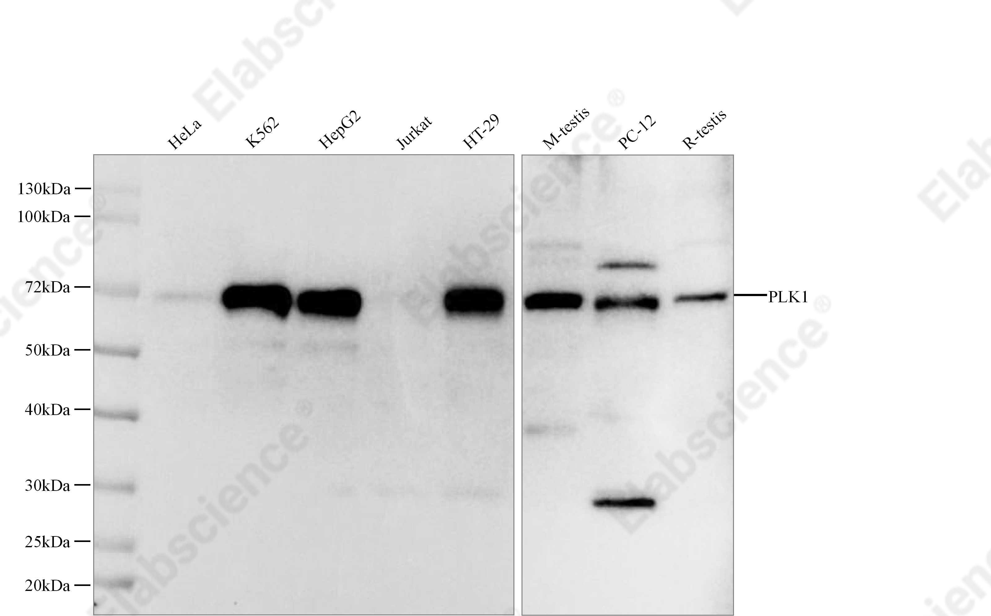 Recombinant PLK1 Monoclonal Antibody - 1