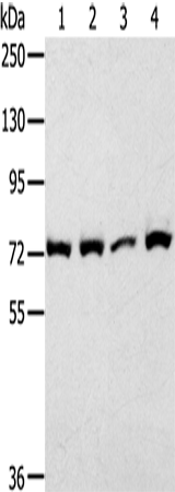 Western Blot analysis of 293T cell using CAPN1 Polyclonal Antibody at dilution of 1:450