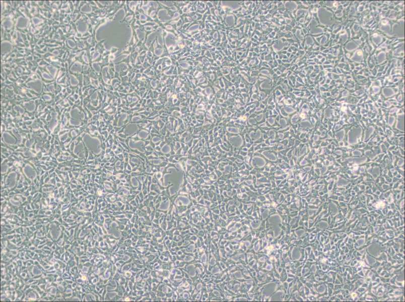 293 [HEK-293] Cell Complete Medium - 3