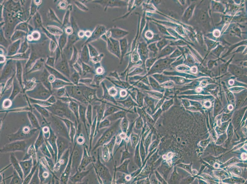 PC-3-LUC-EGFP Cell Complete Medium - 6