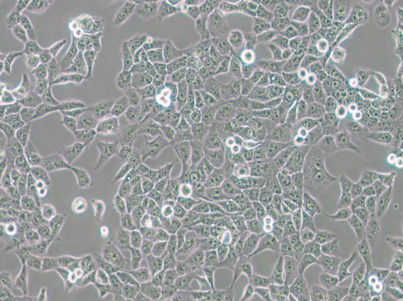CAL 27 Cell Complete Medium - small - 4