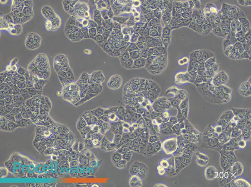 HT-29 Cell Complete Medium - small - 4