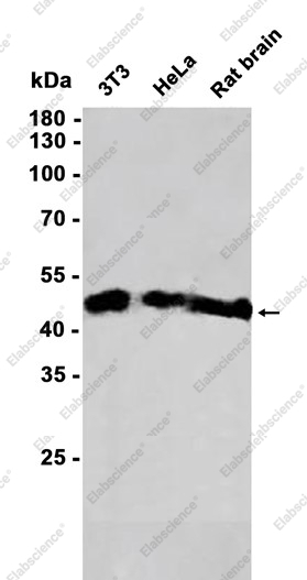 Recombinant HDAC3 Monoclonal Antibody - 2