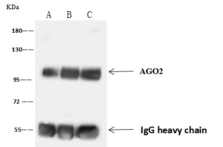 Recombinant AGO2/Argonaute 2/EIF2C2 Monoclonal Antibody - small - 3