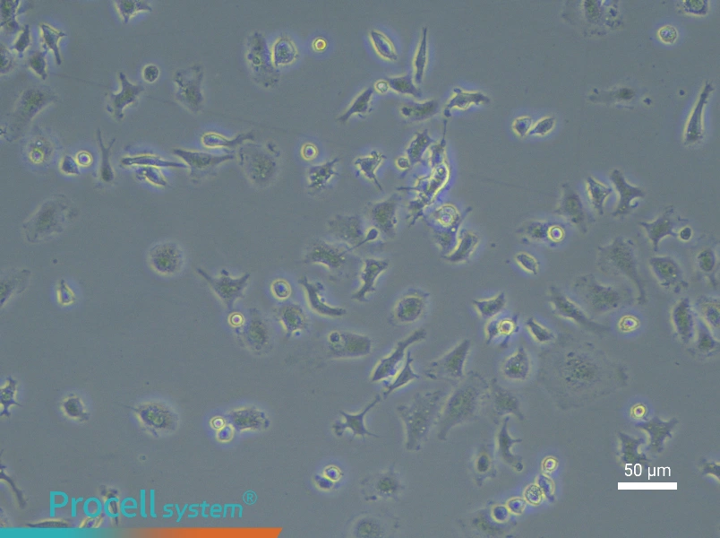Mouse Microglial CellsMouse Microglial Cells - 5