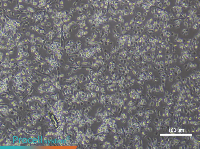 Rat Bone Marrow-Derived Macrophage Complete Medium - 1
